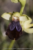 Ophrys eleonorae