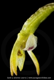 Corallorhiza trifida