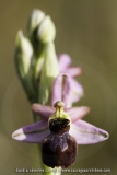 Ophrys splendida