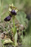 Ophrys eleonorae