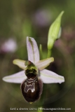 Ophrys splendida