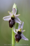 Ophrys splendida