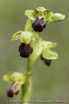 Ophrys sulcata