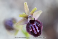 Ophrys incubacea