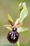 Ophrys incubacea