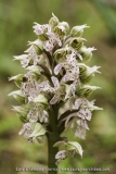 Neotinea corsica