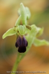 Ophrys sulcata