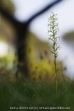 Platanthera chlorantha