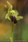 Ophrys sulcata