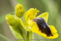 Ophrys lutea