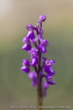 Anacamptis picta