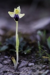 Ophrys zonata