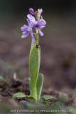 Orchis olbiensis