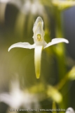 Platanthera bifolia