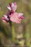 Serapias neglecta