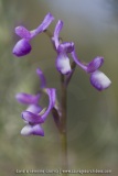 Anacamptis champagneuxii