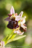 Ophrys morisii