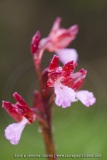 Anacamptis papilionacea