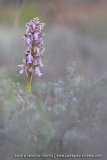 Himantoglossum robertianum