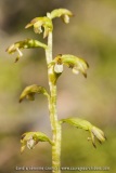 Corallorhiza trifida