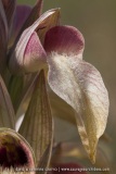 Serapias neglecta