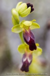 ophrys bilinulata