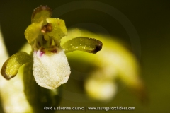 Corallorhiza trifida