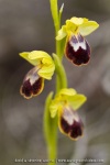 ophrys bilinulata