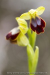 ophrys bilinulata