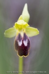 ophrys bilinulata