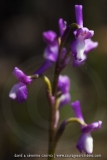Anacamptis champagneuxii