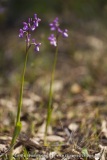 Anacamptis champagneuxii