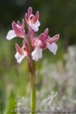 Anacamptis papilionacea