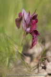 Serapias cordigera