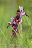 Serapias cordigera