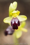 ophrys bilinulata