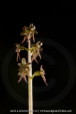 Listera cordata