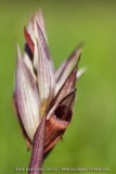 Serapias vomeracea