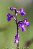 Anacamptis picta