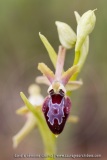 Ophrys provincialis