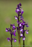 Anacamptis picta