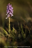 Dactylorhiza maculata