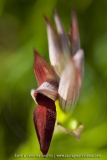 Serapias lingua