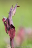 Serapias cordigera