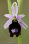 Ophrys aurelia