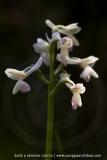 Anacamptis longicornu