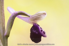 Anacamptis longicornu