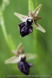 Ophrys incubacea