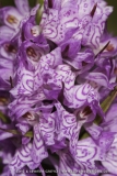 Dactylorhiza maculata