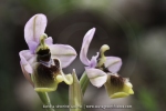 Ophrys aprilia
